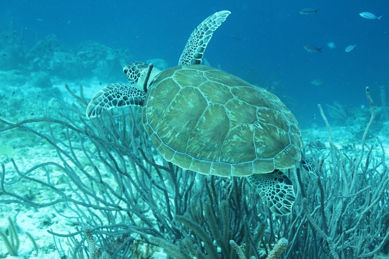 Curacao 04-12 588.JPG